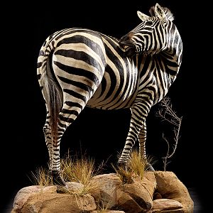 Burchell's Plain Zebra Full Mount Taxidermy