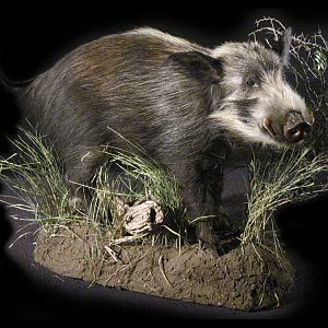 Bushpig Full Mount Taxidermy