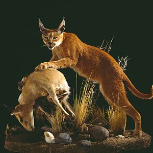 Caracal with kill Full Mount Taxidermy