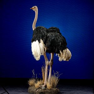 Ostrich Full Mount Taxidermy