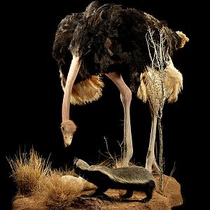 Ostrich & Honey Badger Full Mount Taxidermy