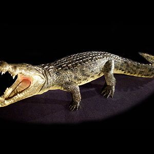 Alligator Full Mount Taxidermy