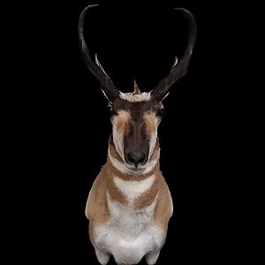 Pronghorn Shoulder Mount Taxidermy