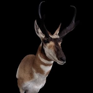 Pronghorn Shoulder Mount Taxidermy