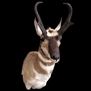 Pronghorn Shoulder Mount Taxidermy