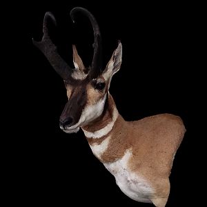 Pronghorn Shoulder Mount Taxidermy