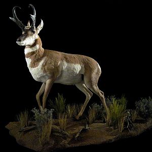 Pronghorn Full Mount Taxidermy