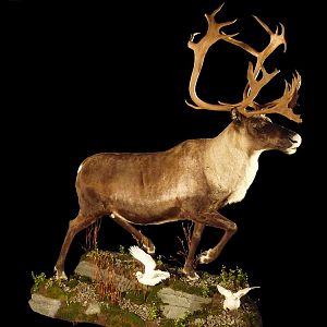 Caribou Full Mount Taxidermy