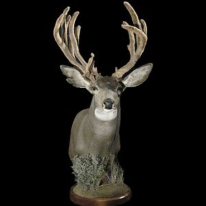 Mule Deer Table Top Pedestal Mount Taxidermy