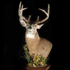 Coues Deer Pedestal Mount Taxidermy