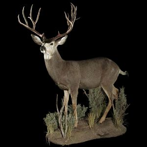 Mule Deer Full Mount Taxidermy