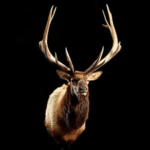 Elk Shoulder Mount Taxidermy