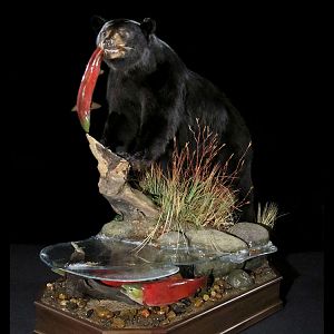 Black Bear Full Mount Taxidermy