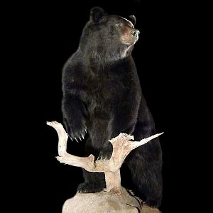 Black Bear Full Mount Taxidermy