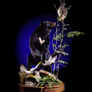 Black Bear Full Mount Taxidermy