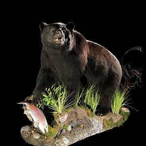 Black Bear Full Mount Taxidermy