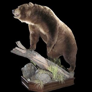 Brown Bear Full Mount Taxidermy