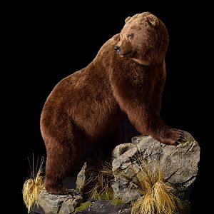 Brown Bear Full Mount Taxidermy