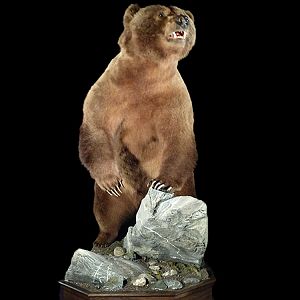 Brown Bear Full Mount Taxidermy