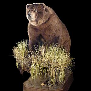 Brown Bear Full Mount Taxidermy