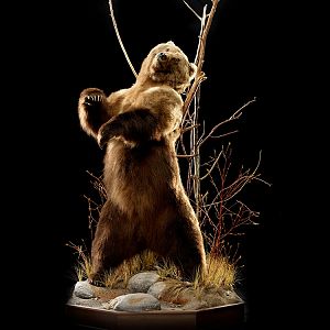 Brown Bear Full Mount Taxidermy