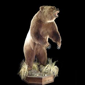 Brown Bear Full Mount Taxidermy