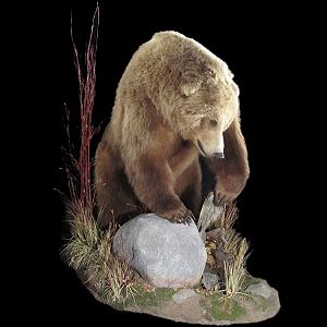 Brown Bear Full Mount Taxidermy