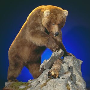 Brown Bear Full Mount Taxidermy