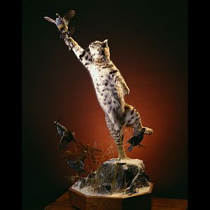 Bobcat swatting bird Full Mount Taxidermy