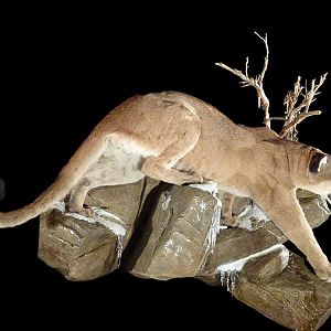 Mountain Lion Full Mount Taxidermy