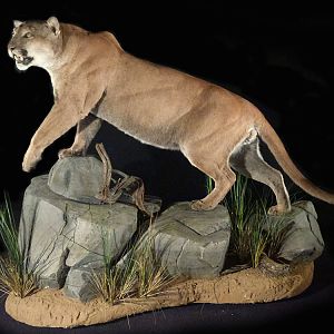 Mountain Lion Full Mount Taxidermy