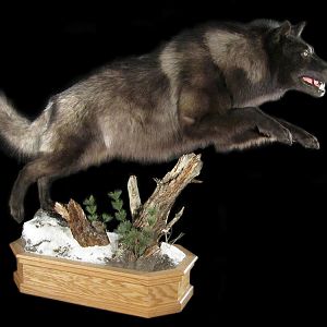 Wolf Full Mount Taxidermy