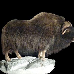 Muskox Full Mount Taxidermy