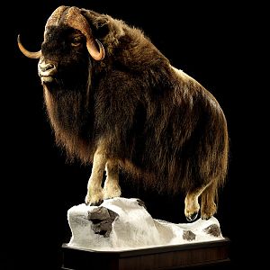 Muskox Full Mount Taxidermy