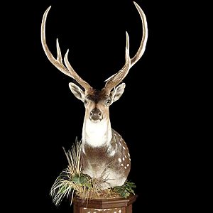 Axis Deer Pedestal Mount Taxidermy