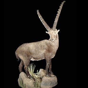 Ibex Full Mount Taxidermy