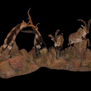 Ibex Full Mount Taxidermy