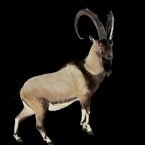 Ibex Full Mount Taxidermy