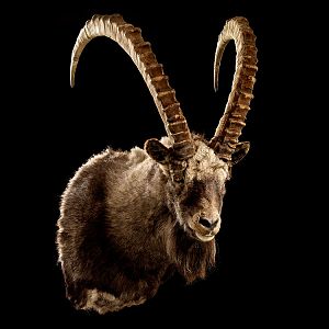 Ibex Full Mount Taxidermy