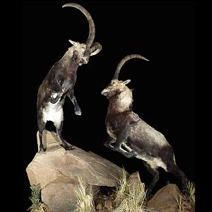 Ibex Full Mount Taxidermy