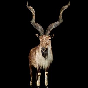 Markhor Full Mount Taxidermy