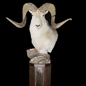 Marco Polo Pedestal Mount Taxidermy