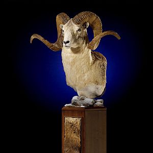 Marco Polo Pedestal Mount Taxidermy