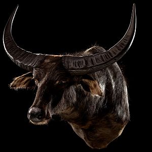 Water Buffalo Shoulder Mount Taxidermy