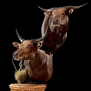 Water Buffalo Double Pedestal Mount Taxidermy