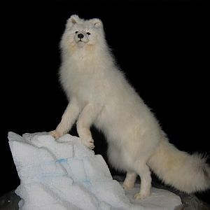 Arctic Fox Full Mount Taxidermy