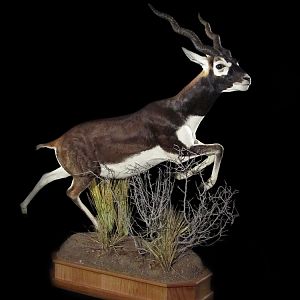 Blackbuck Full Mount Taxidermy