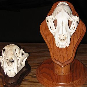 Leopard European Skull Mounts