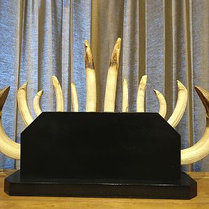 Hippo Tusk Mount