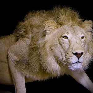 Lion By The Artistry of Wildlife